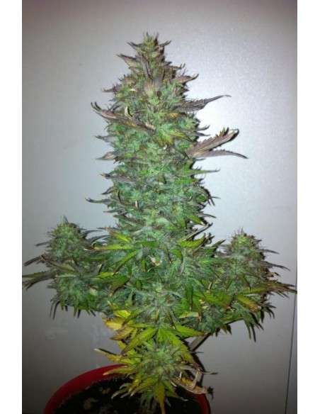 DINAFEM - Fruit Autoflowering - 1