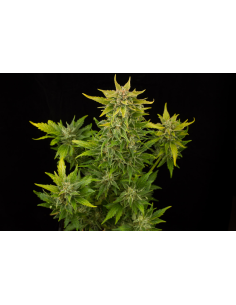DINAFEM - Fruit Autoflowering - 1 2