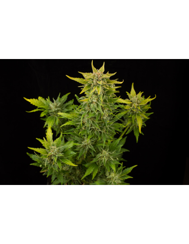 DINAFEM - Fruit Autoflowering - 2