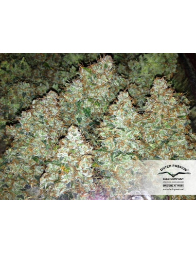 DUTCH PASSION - Auto Blueberry - 7