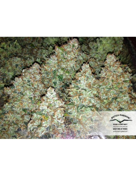 DUTCH PASSION - Auto Blueberry - 7