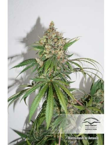 DUTCH PASSION - Master Kush - 12