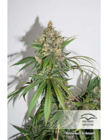DUTCH PASSION - Master Kush - 12