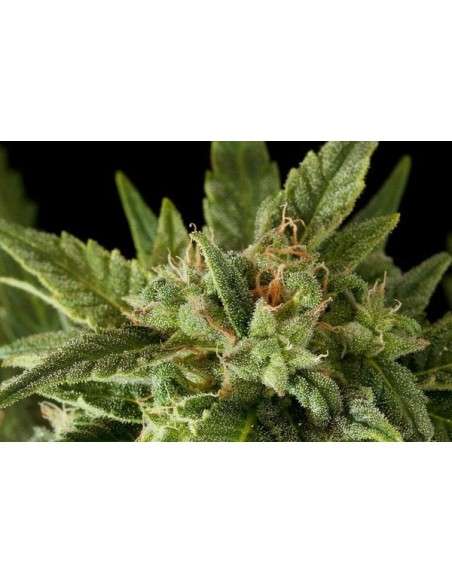 DINAFEM - Fruit Autoflowering - 3