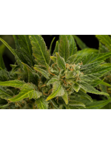 DINAFEM - Fruit Autoflowering - 4