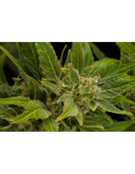 DINAFEM - Fruit Autoflowering - 4