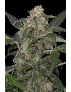 DINAFEM - Haze 2.0 Autoflowering - 1