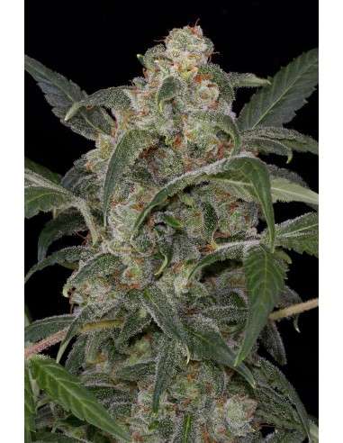 DINAFEM - Haze 2.0 Autoflowering - 1