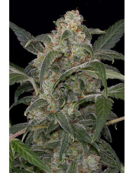 DINAFEM - Haze 2.0 Autoflowering - 1