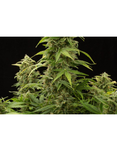 DINAFEM - Haze 2.0 Autoflowering - 1 2