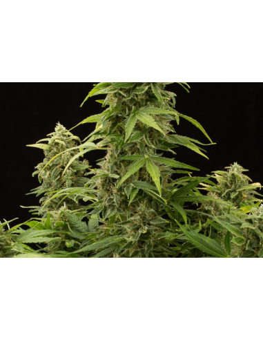 DINAFEM - Haze 2.0 Autoflowering - 2