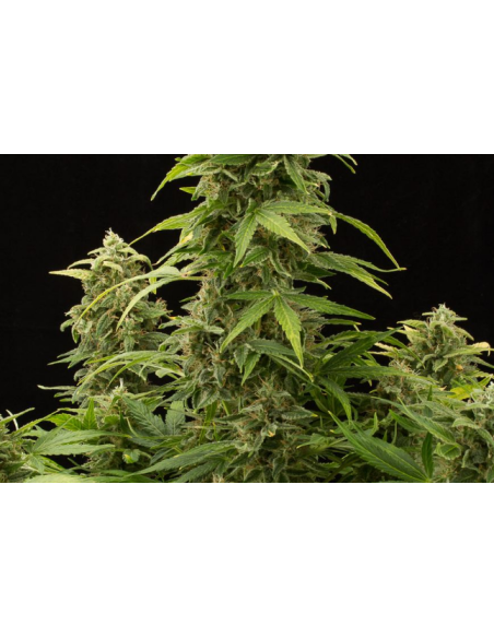 DINAFEM - Haze 2.0 Autoflowering - 2