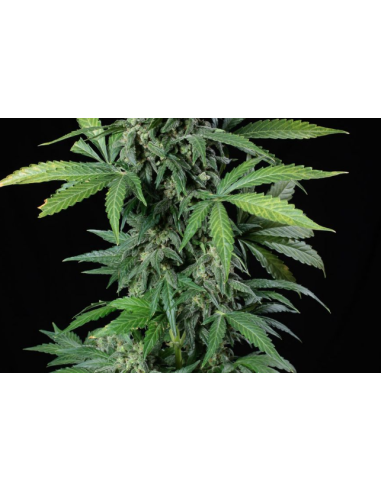DINAFEM - Haze 2.0 Autoflowering - 3