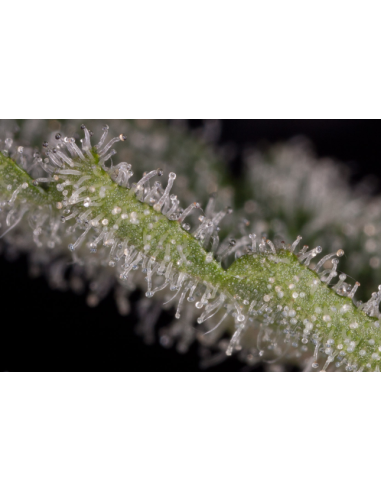 DINAFEM - Haze 2.0 Autoflowering - 4