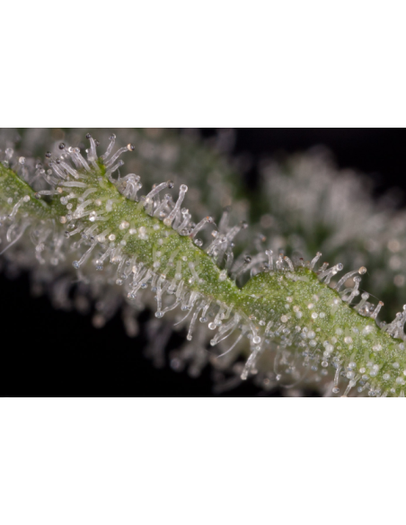 DINAFEM - Haze 2.0 Autoflowering - 4
