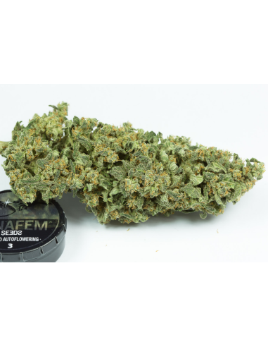 DINAFEM - Haze 2.0 Autoflowering - 5