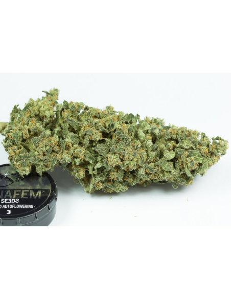 DINAFEM - Haze 2.0 Autoflowering - 5