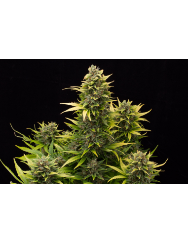 DINAFEM - Original Amnesia Autoflowering - 1