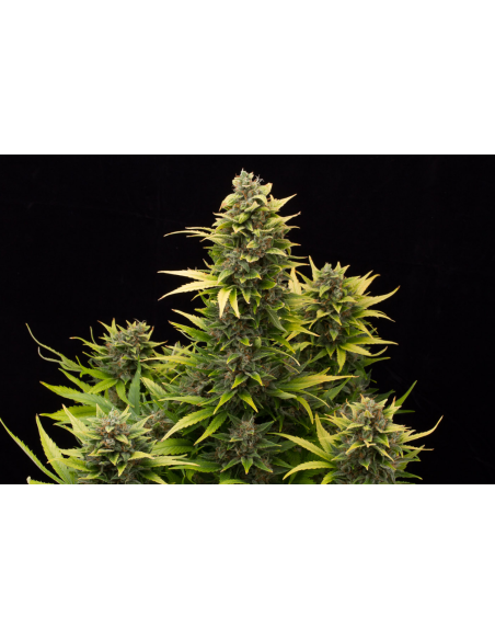 DINAFEM - Original Amnesia Autoflowering - 1