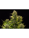 DINAFEM - Original Amnesia Autoflowering - 1