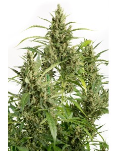 DINAFEM - Original Amnesia Autoflowering - 1 2
