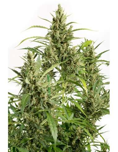 DINAFEM - Original Amnesia Autoflowering - 2