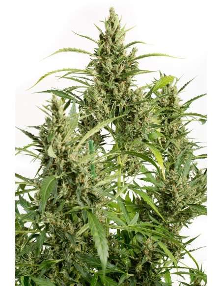DINAFEM - Original Amnesia Autoflowering - 2