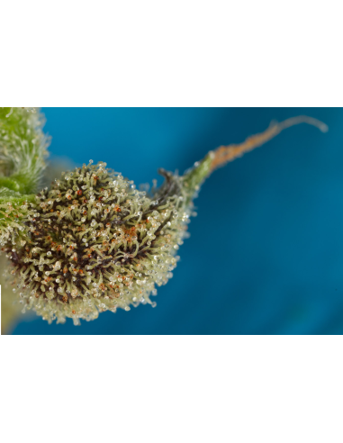 DINAFEM - Original Amnesia Autoflowering - 3