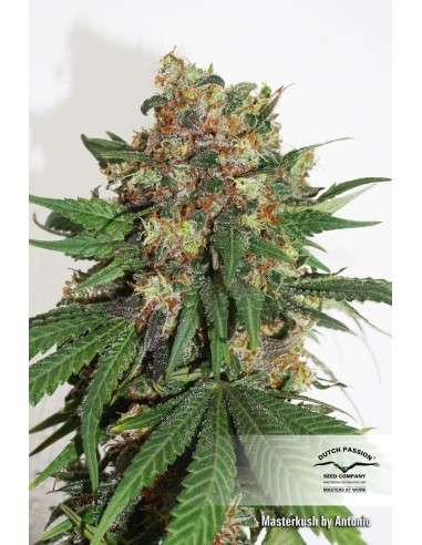DUTCH PASSION - Master Kush - 13