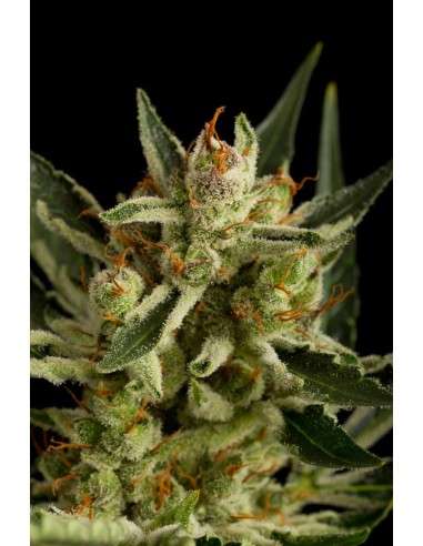 DINAFEM - Original Amnesia Autoflowering - 5