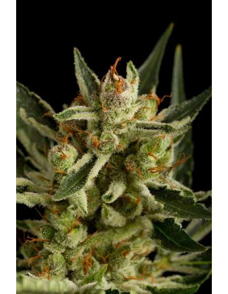 DINAFEM - Original Amnesia Autoflowering - 5