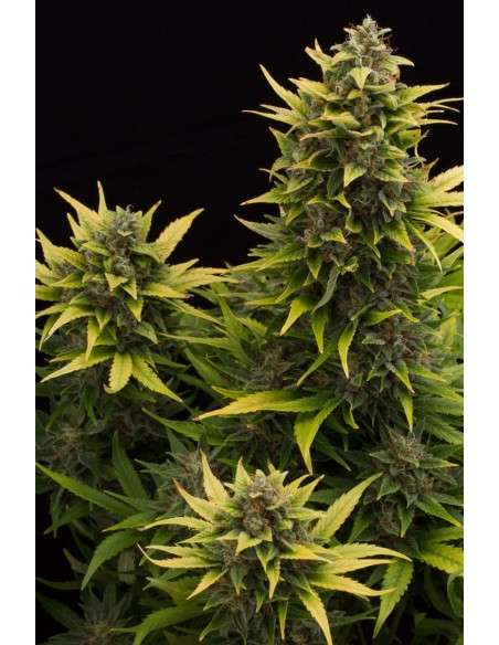 DINAFEM - Original Amnesia Autoflowering - 6