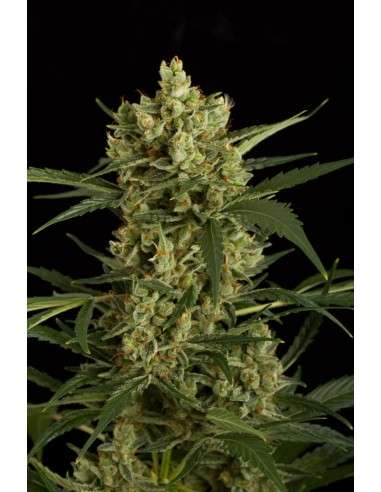 DINAFEM - Original Amnesia Autoflowering - 7