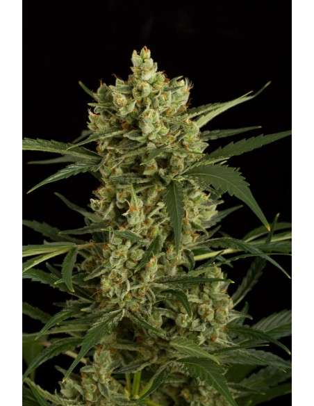DINAFEM - Original Amnesia Autoflowering - 7