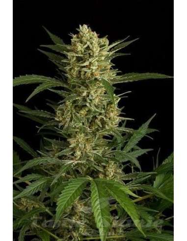 DINAFEM - Original Amnesia Autoflowering - 8