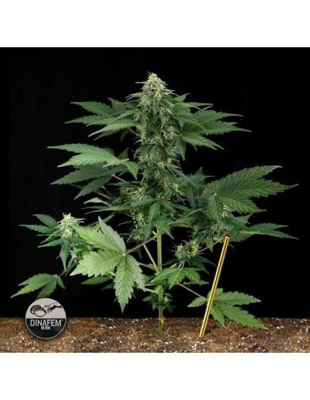 DINAFEM - Roadrunner Autoflowering - 1