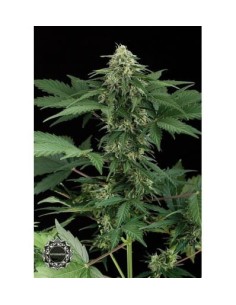 DINAFEM - Roadrunner Autoflowering - 1 2