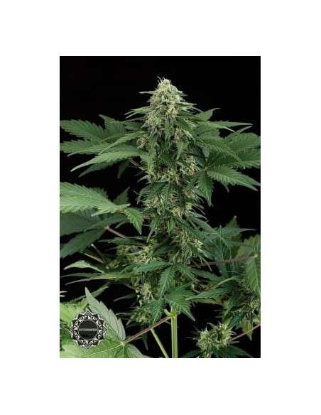 DINAFEM - Roadrunner Autoflowering - 2