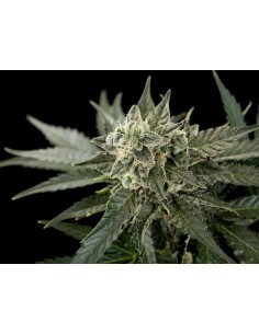 DINAFEM - Roadrunner 2 Autoflowering - 1