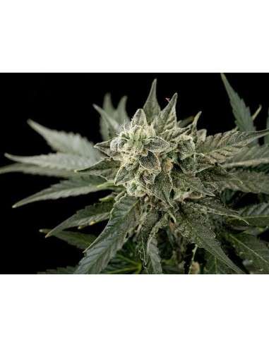 DINAFEM - Roadrunner 2 Autoflowering - 1