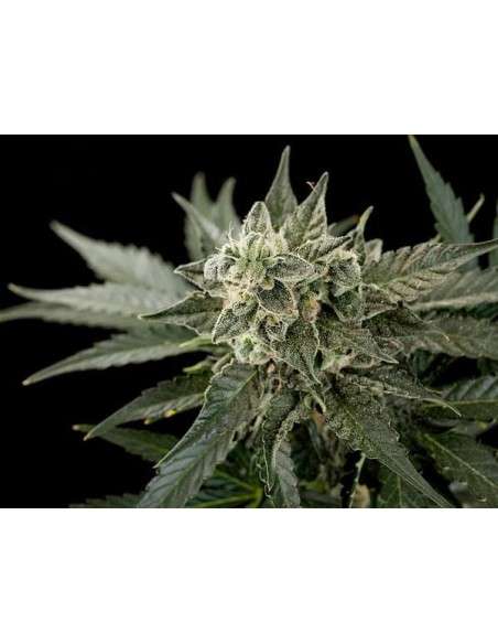 DINAFEM - Roadrunner 2 Autoflowering - 1