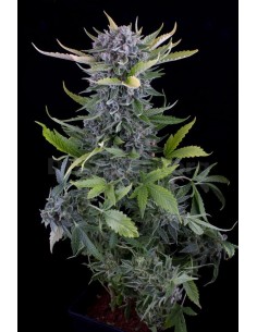 DINAFEM - White Widow Autoflowering - 1