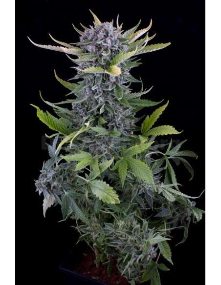DINAFEM - White Widow Autoflowering - 1
