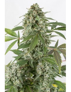 DINAFEM - White Widow Autoflowering - 1 2