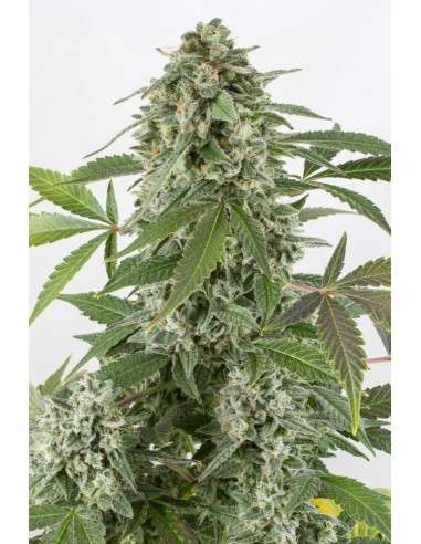 DINAFEM - White Widow Autoflowering - 2