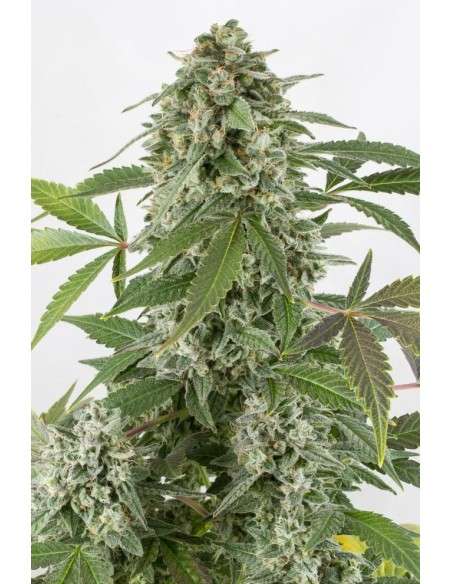 DINAFEM - White Widow Autoflowering - 2