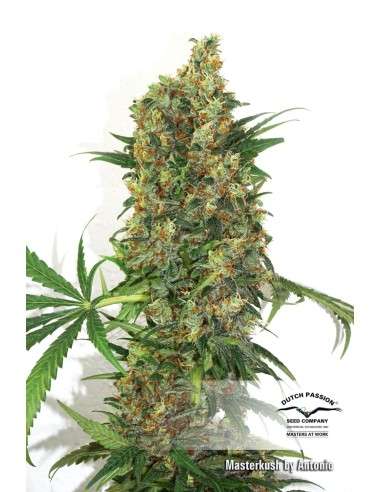 DUTCH PASSION - Master Kush - 14