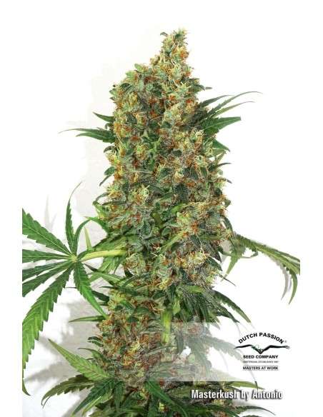 DUTCH PASSION - Master Kush - 14