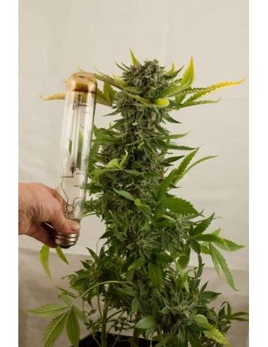 DINAFEM - White Widow Autoflowering - 3