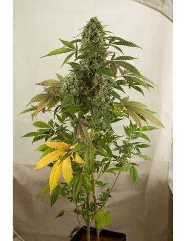 DINAFEM - White Widow Autoflowering - 4
